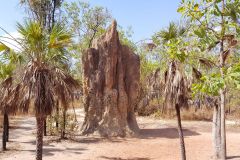 A ant hill in Litchfield national Park Northern Territory in Australia 2019