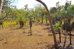 Landscape in Litchfield National Park Australia 2019