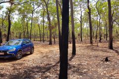 Burned landscape in Litchfield National Park Australia 2019