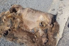 A dead Wombat east of Sydney