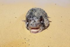 A dead blowfish in Australia