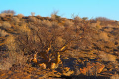 Desert landscape  at Valley of a Thousand Hills Campsite in Namibia