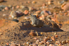 Desert hamster  at Valley of a Thousand Hills Campsite in Namibia