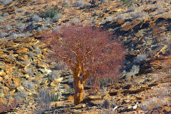 Desert landscape at Valley of a Thousand Hills campsite in Namibia