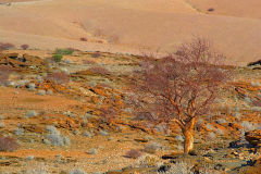 Desert landscape at Valley of a Thousand Hills campsite in Namibia