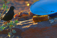 A bird at A Thousand Hills camp site Namibia