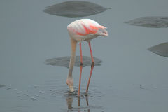 A flamingo in Walvisbay in Namibia