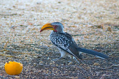 A unknown bird at the Himba region in Namibia.