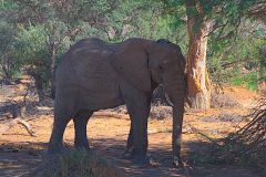 A desert elephant in the himba region of Namibia