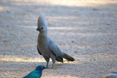 A unknown bird in the himba region of Namibia.