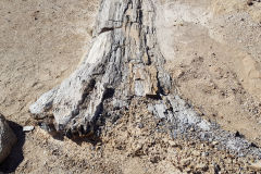 Petrified tree in the Himba Region of Namibia