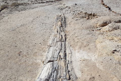 Petrified tree in the Himba Region of Namibia
