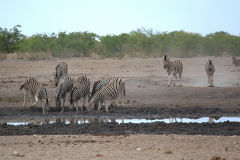 Zebras at a water hole in Etosha National Park Namibia