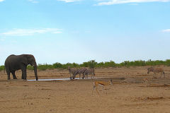 Zebras and an elephant at a water hole in Etosha National Park Namibia.