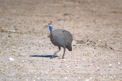 A bird in Etosha National Park Namibia