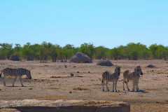 Zebras in Etosha National Park Namibia