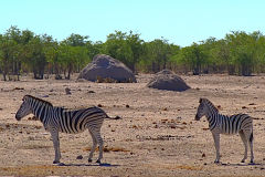Zebras in Etosha National Park Namibia