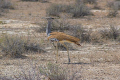 Secretary bird in Etosha National Park Namibia