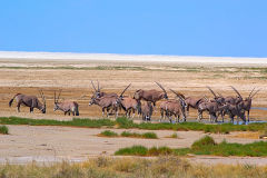 Antelopes at a waterhole in the desert of Etosha National Park Namibia