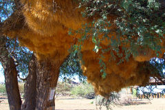 Sociable Weaver nest at Mesosaurus Fossils camp site Namibia