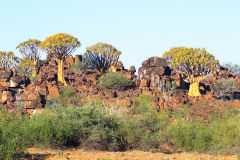 Quiver tree landscape at Mesosaurus Fossils camp site Namibia