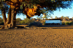 Sociable Weaver nest at Mesosaurus Fossils Campsite Namibia