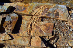 Mesosaurus Fossil at the Mesosaurus Fossils Farm near Keetmanshoop Namibia