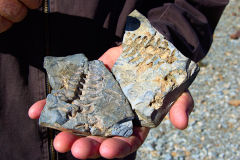 Mesosaurus Fossil at the Mesosaurus Fossils Farm near Keetmanshoop Namibia