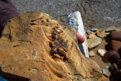 Mesosaurus Fossil at the Mesosaurus Fossils Farm near Keetmanshoop Namibia