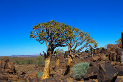 Quiver trees in the Kalahari Desert in Namibia