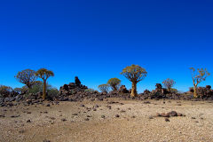 Quiver trees in the Kalahari Desert in Namibia