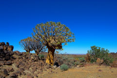 Quiver trees in the Kalahari desert in Namibia