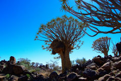 Quiver trees in Namibia.