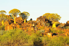 Quiver trees at the Mesosaurus Fossils camp site in Namibia