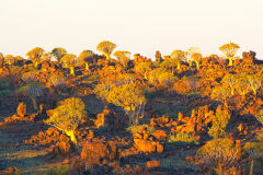 Quiver trees at Mesosaurus Fossils camp site in Namibia