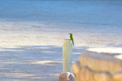 Unknown bird at the camp site of Ais-Ais in the Fish River Canyon of Namibia