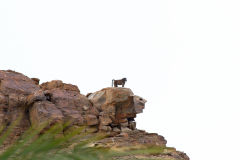 A baboon at Ais-Ais camp site in the Fish River Canyon Namibia