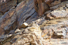 Birds at the Fish River at Ais-Ais in the Fish River Canyon Namibia