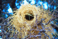 Bird nest in the Namib Desert in Namibia