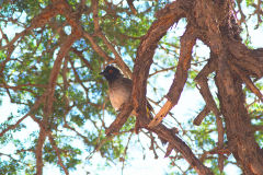 Bird in the Namib Desert in Namibia
