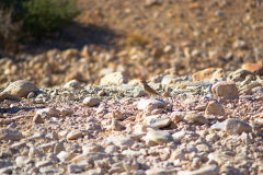 A bird in Namib-Naukluft National Park Namibia