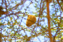 Bird nest in Namib-Naukluft National Park Namibia