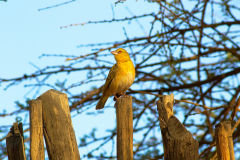 A bird in Namib-Naukluft National Park Namibia