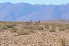 Zebras at Namib Naukluft National Park Namibia