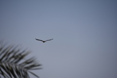 1_DSC_7085